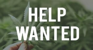 Marijuana Jobs - Work in the Canadian Cannabis Industry
