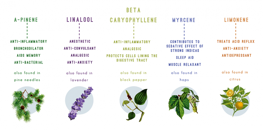 terpenes-medical-mail-order-marijuana